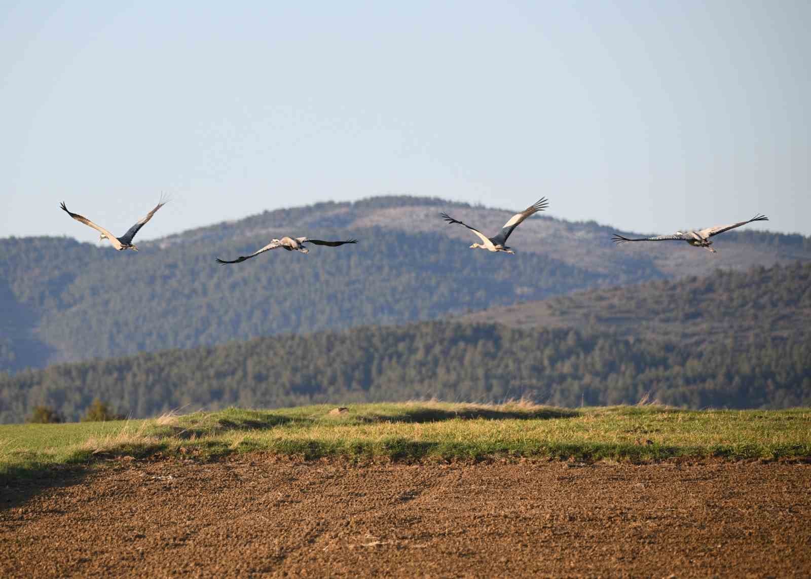 Kastamonu’da görsel şölen: Turna ailesi göç yolunda görüntülendi