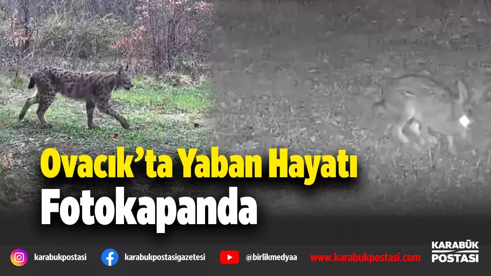 Karabük'te vaşak, domuzlar ve tavşan fotokapanla görüntülendi