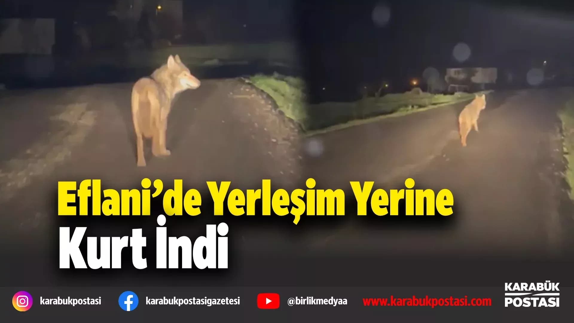 Eflani'de yerleşim yerine inen kurt cep telefonu ile görüntülendi