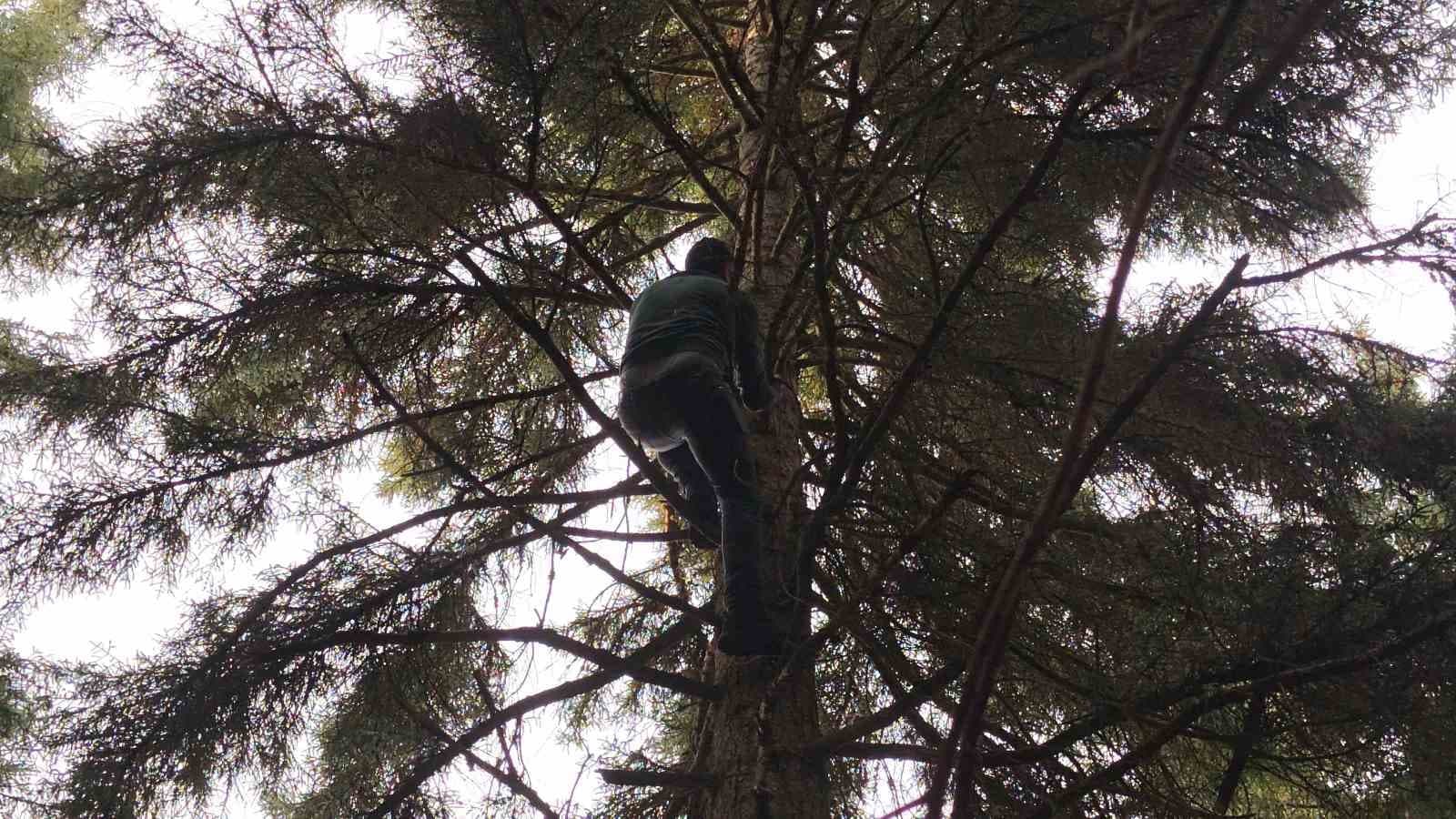 Artvin’de 40 metrelik göknar ağacının tepesine takılan dronu böyle kurtardılar