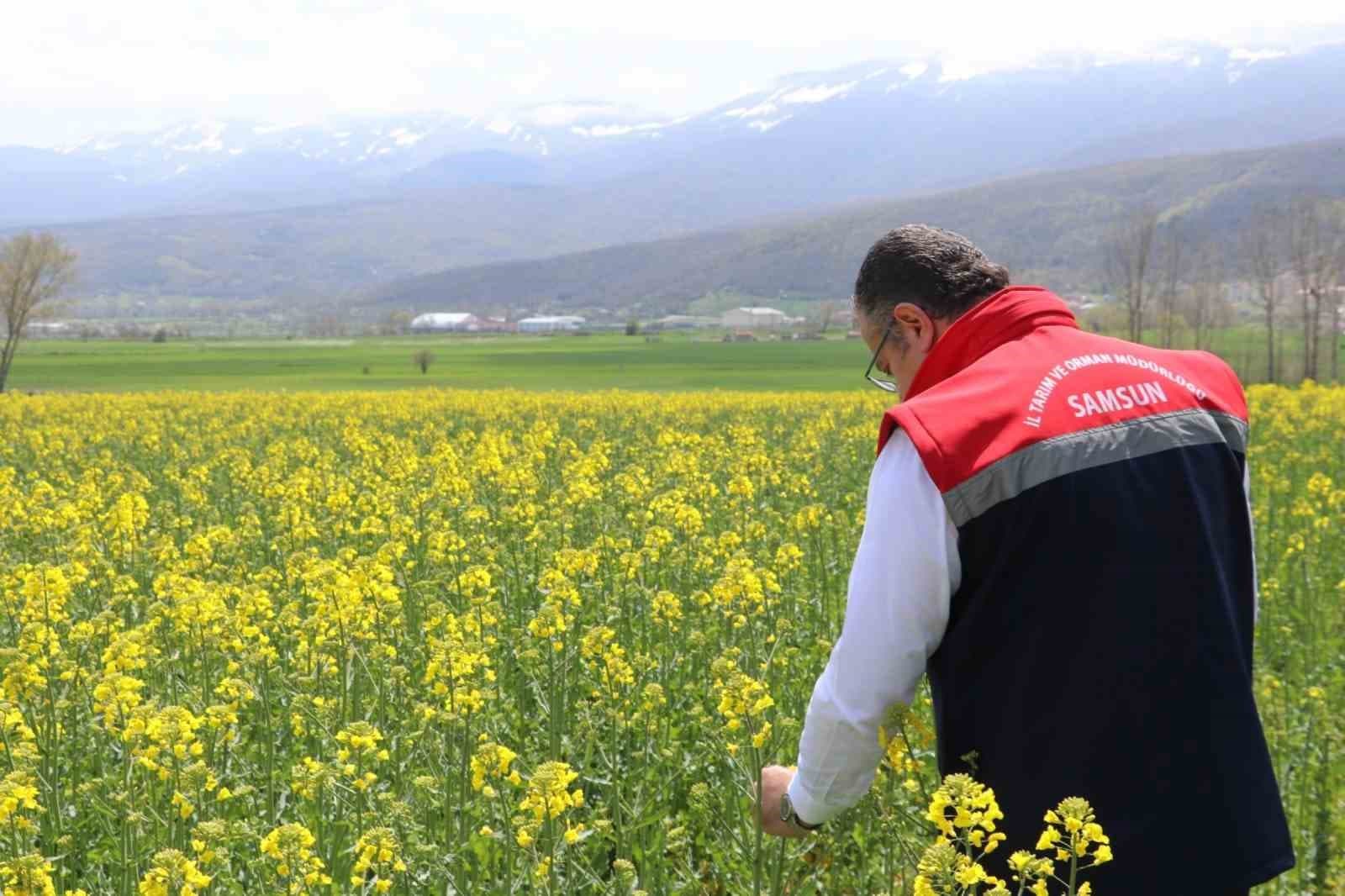 Ayçiçeği ve kuru fasulye tohumları çiftçilere teslim edildi