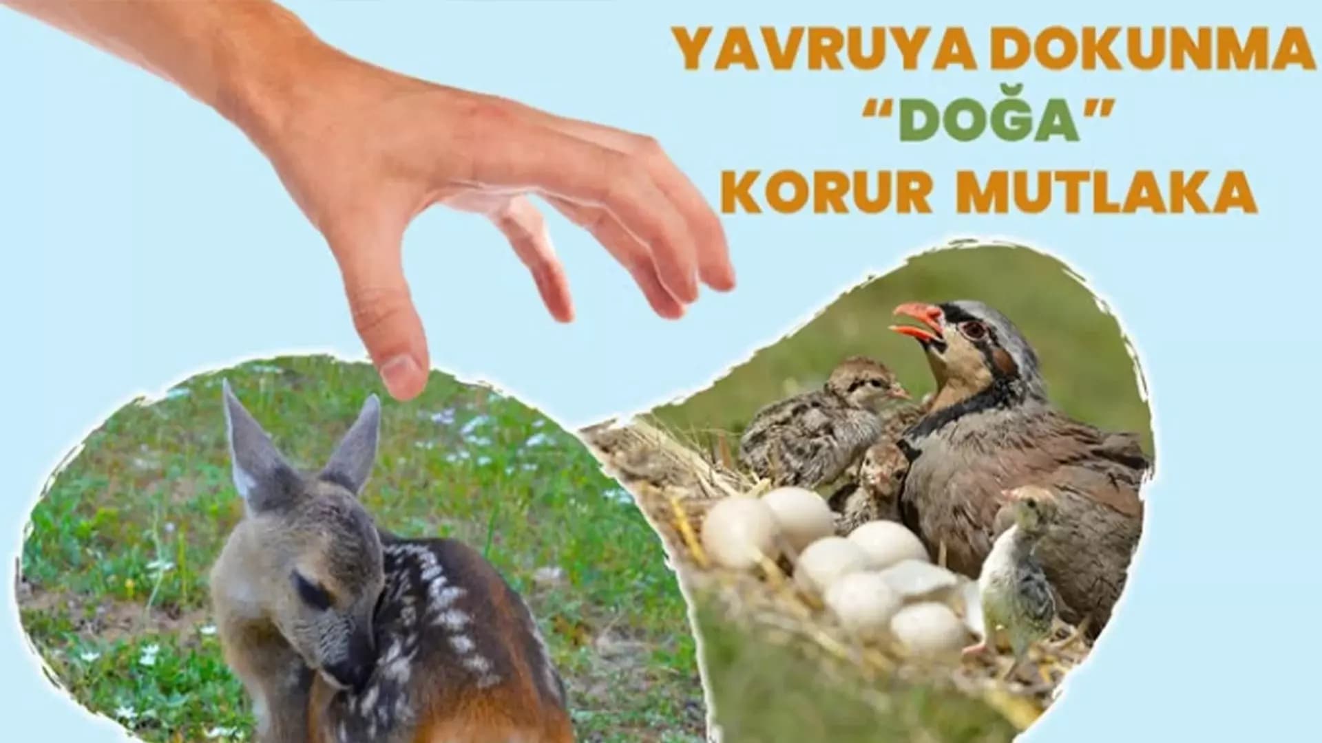DKMP’den doğadan yavru hayvan alınmayın uyarısı