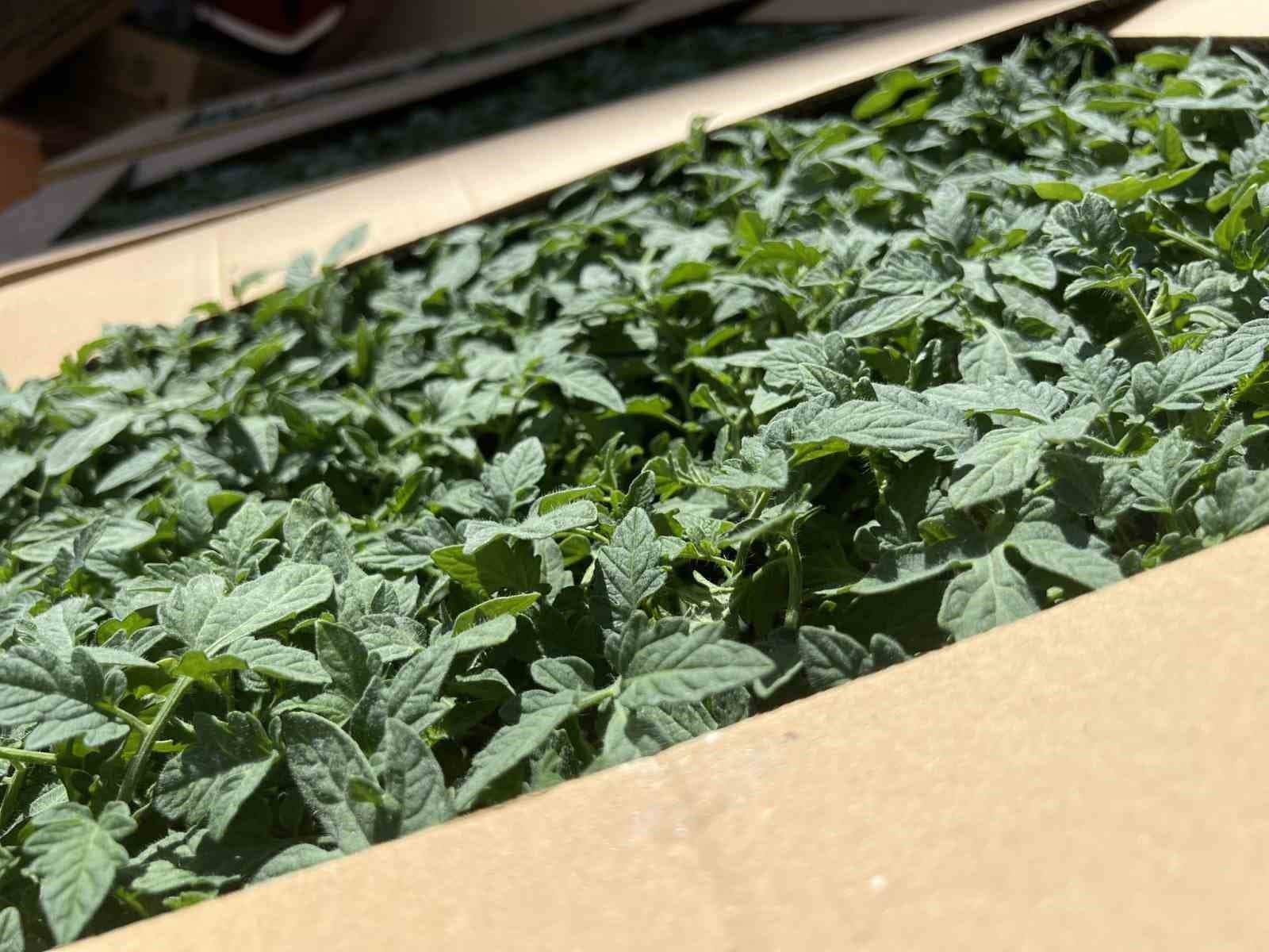 Karadeniz Ereğli’de üreticilere yüzde 75 hibe destekli fidan dağıtıldı