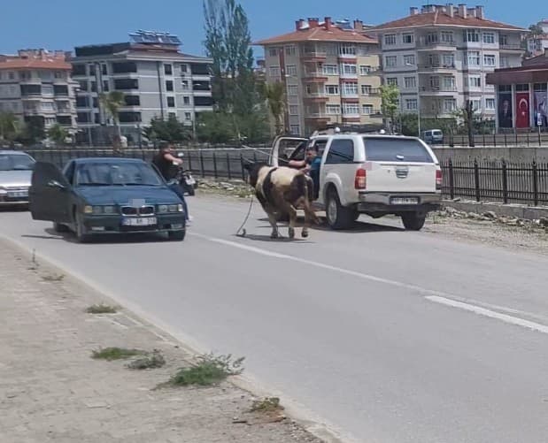 Saatlerce peşinden koştular: Kurbanlık dana ilçeyi birbirine kattı