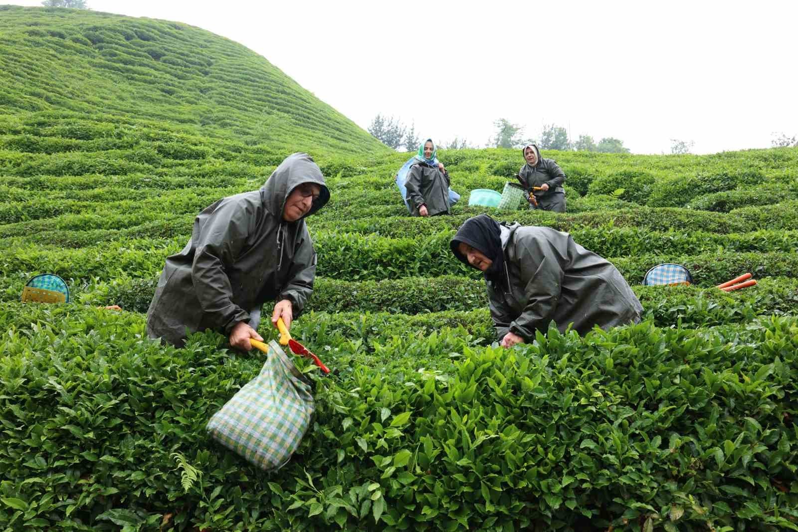 Rize’de çay tarımı yeniden şekilleniyor: Migros’tan stratejik adım
