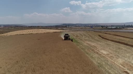 Çorum’da çiftçinin talebiyle planlı üretime alınan kanolada ilk hasat sevinci