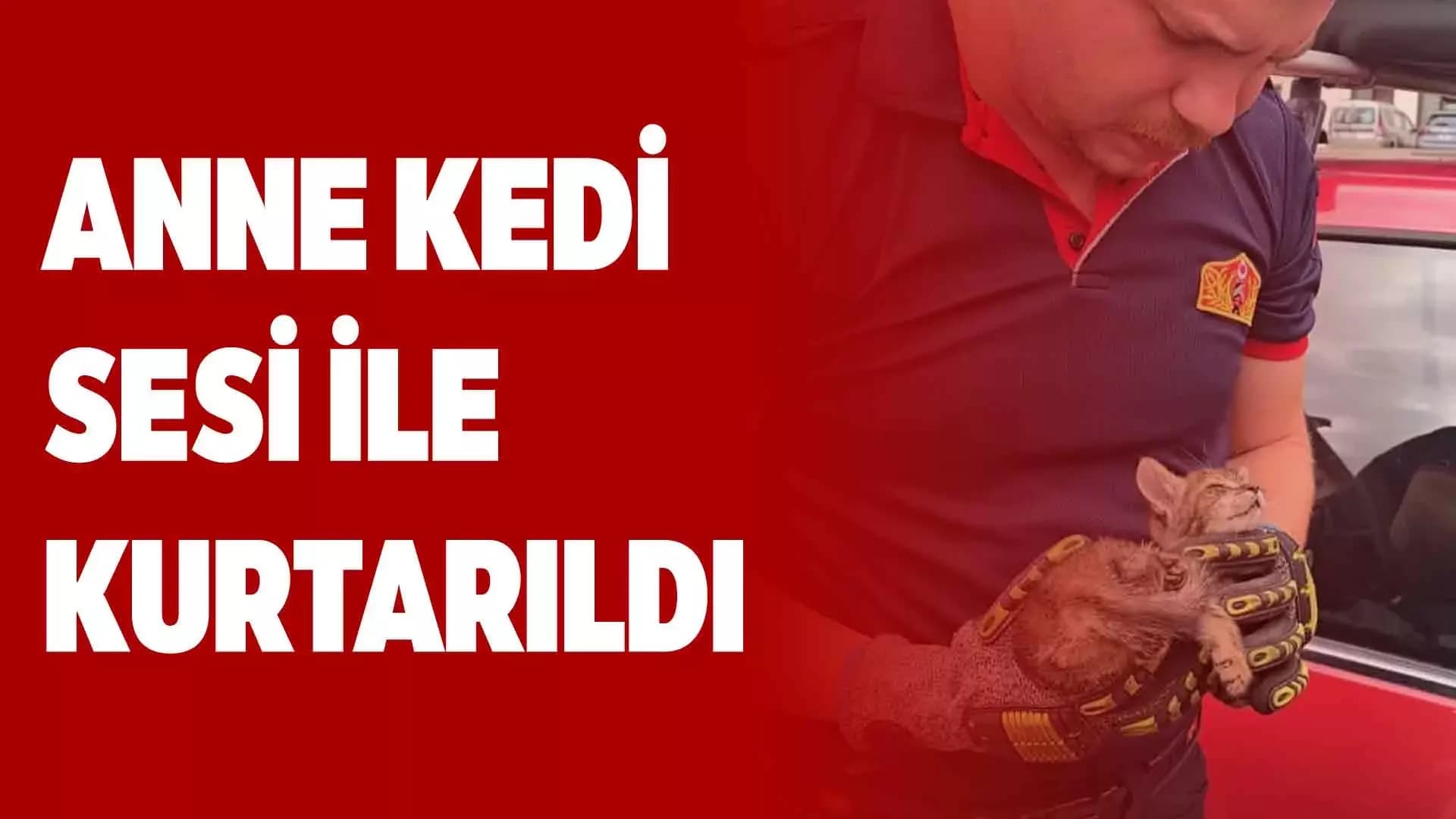 Safranbolu'da otomobilin motoruna yavru kedi girdi
