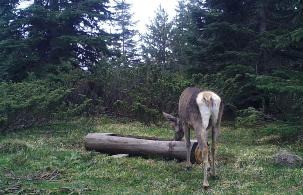 Ilgaz Dağı’nda kızıl geyik, su içerken görüntülendi