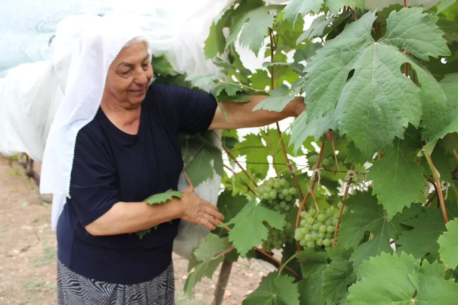 “Yazıköy Üzüm Günü” düzenleniyor