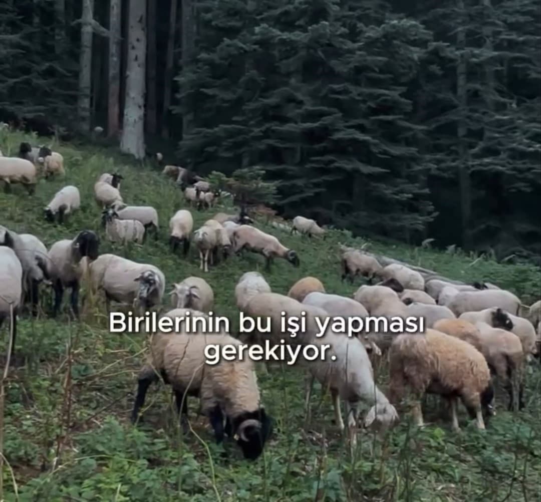 Belediye Başkanı Bozkurt’tan hayvan yetiştiriciliğine destek