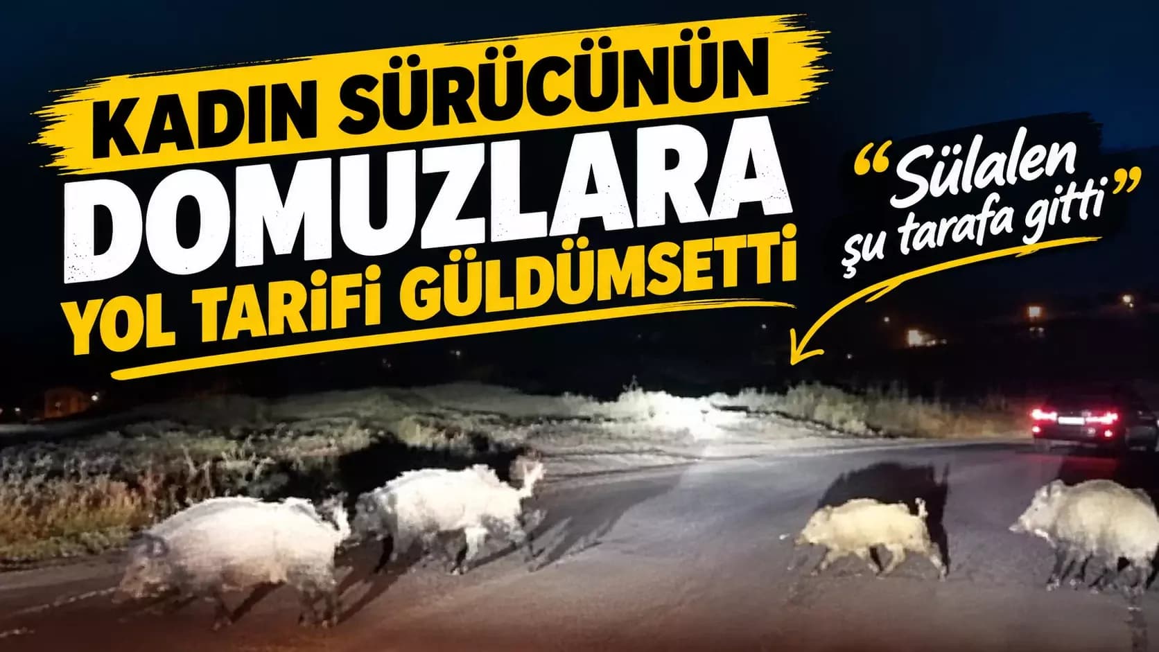 Karabük'te Kadın sürücünün Domuzlara yol tarifi gülümsetti