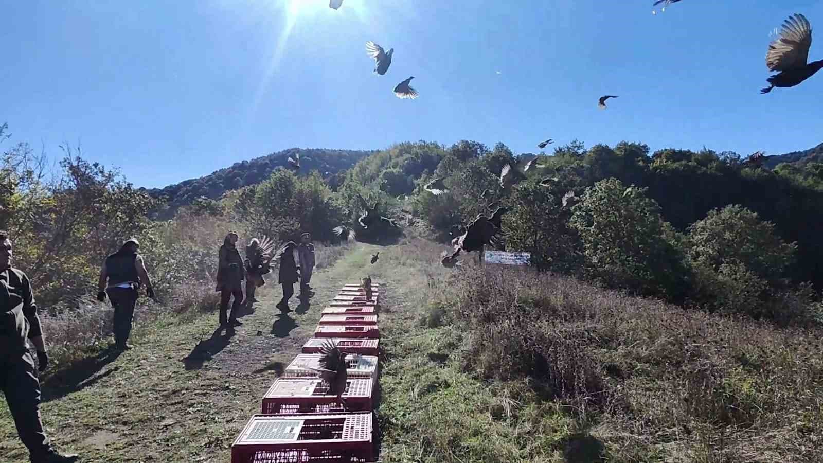 Zonguldak’ta yaban hayatını desteklemek için sülünler doğaya salındı