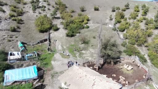Ağıla giren kurtlar 18 koyunu telef etti, 11 koyunu yaraladı