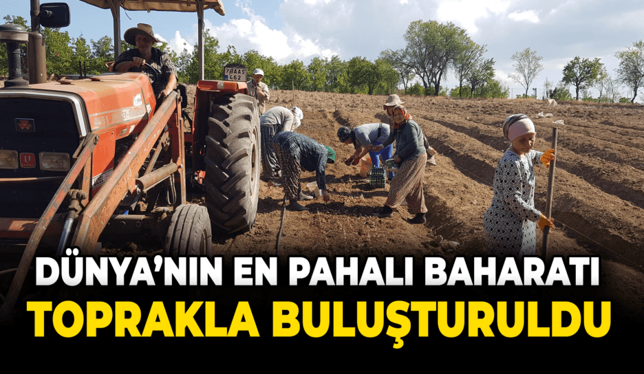 "Dünyanın en pahalı baharatı" toprakla buluşturuldu