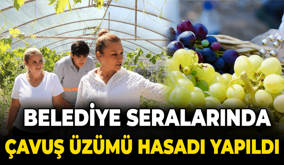 Belediye Seralarında Çavuş Üzümü Hasadı Yapıldı