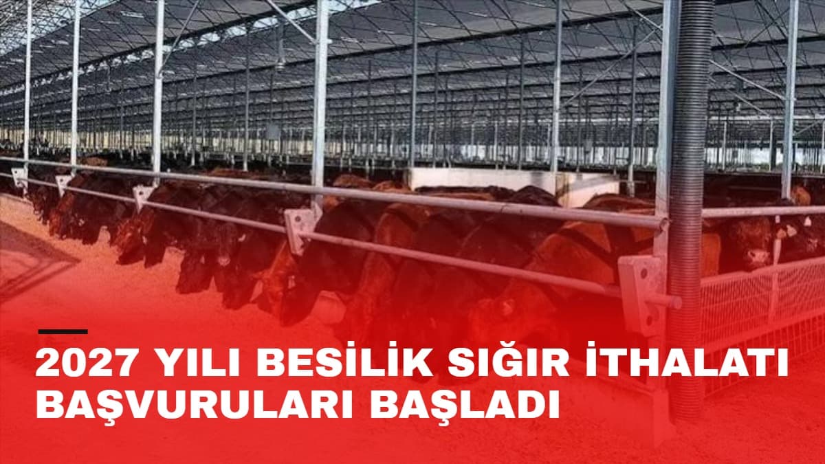 2027 yılı besilik sığır ithalatı başvuruları başladı
