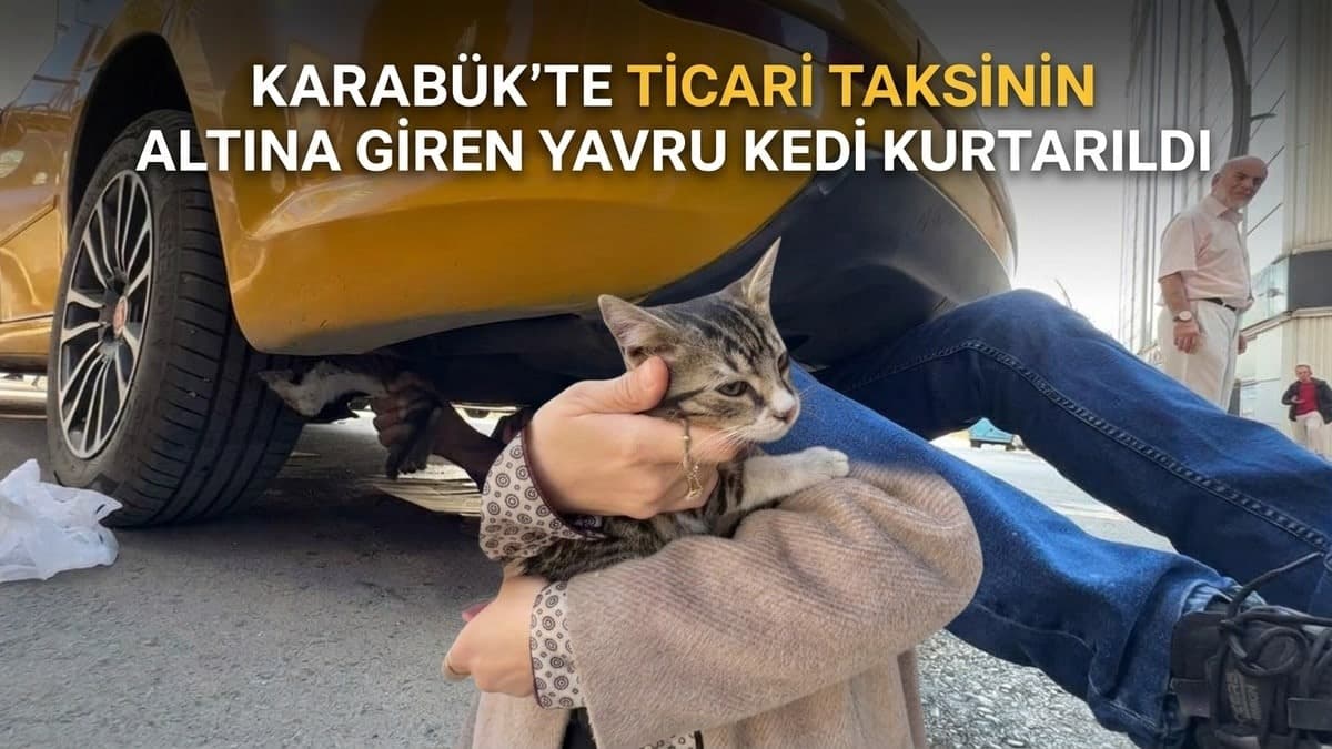 Karabük'te ticari taksinin altına giren yavru kedi kurtarıldı