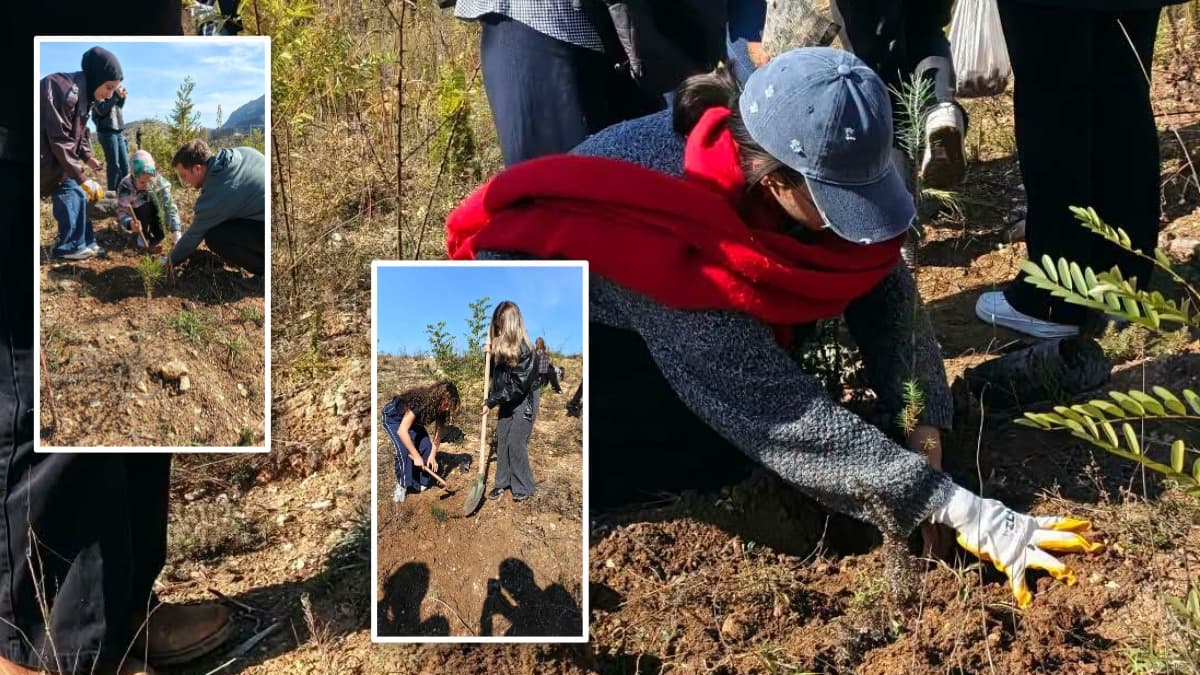 Safranbolu'da yanan ormanlar gençlerle yeniden yeşeriyor