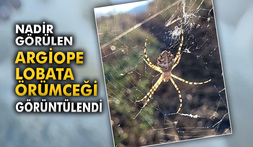 Nadir Görülen Argiope Lobata Örümceği Karabük’te Görüntülendi