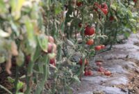 Amasya’da domates hasadını ‘tuta’ vurdu, tonlarca eser ziyan gördü