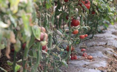 Amasya’da domates hasadını ‘tuta’ vurdu, tonlarca eser ziyan gördü