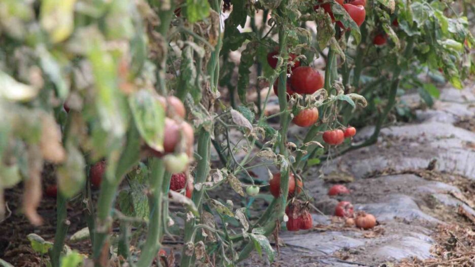 amasyada domates hasadini tuta vurdu tonlarca eser ziyan gordu q5NUB2Ug