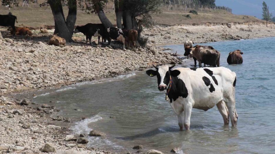 Bolu’da ineklerin serinleme keyfi