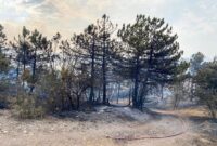 Bolu’daki 2 orman yangınından biri denetim altına alındı