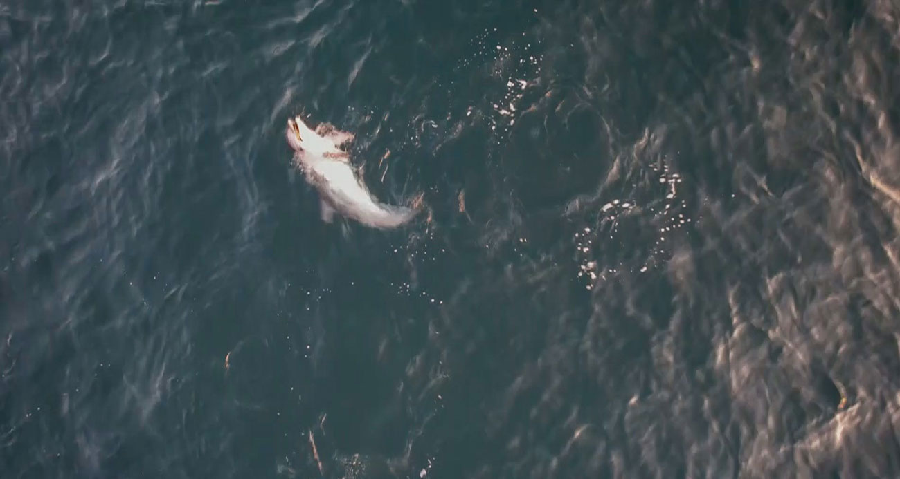 Yunusun minik balıkla av oyunu dron kamerasına yansıdı