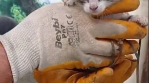 yagmur borusuna sikisan yavru kediyi market calisanlari kurtardi ZOycEts6