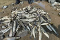 Engiz Çayı’ndaki balık ölümlerinin nedeni ’beton’