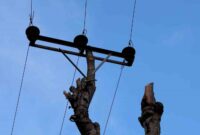 Rize’de kopan elektrik direğinin yerini ağaç aldı