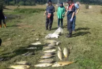 Yayla gölünde balık vefatları