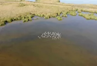 Flamingolar göç öncesi Tokat’ta görüntülendi