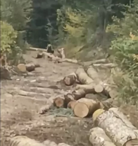 Orman kesim alanına gelen ayı, işçileri korkuttu