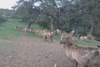 12 kızıl geyik üretilerek doğaya salındı