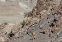 Nesli koruma altındaki yaban keçileri Yusufeli karayolunda görüntülendi