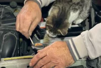 Oto tamircisi kedi: Nazlı