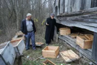 Kış uykusuna yatamayan ayılar, indikleri köyde 50 arı kovanını parçaladı