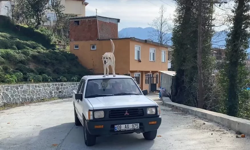 Bu köpeğin en büyük tutkusu kamyonetin tavanında yolculuk etmek