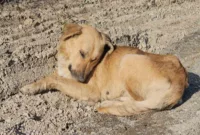 Kastamonu’da dehşet veren olay: 10 köpeği uyuşturup araziye attılar