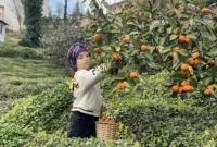 Rizeli çiftçiler yazın çay, kışın mandalina toplayarak geçimlerini sağlıyor