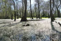 Kızılırmak Deltası’nda bahar güzelliği