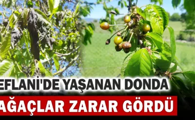 EFLANİ’DE AĞAÇLARI DON VURDU!