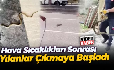 Karabük’te hava sıcaklıkları sonrası yılanlar çıkmaya başladı