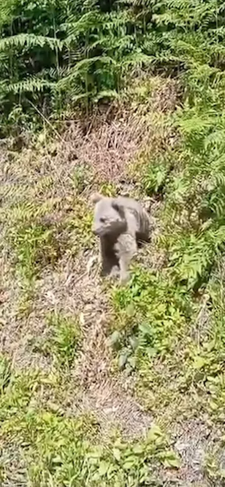 ac kalan ayilar yayla evlerini talan etti LQjqbKxO jpg