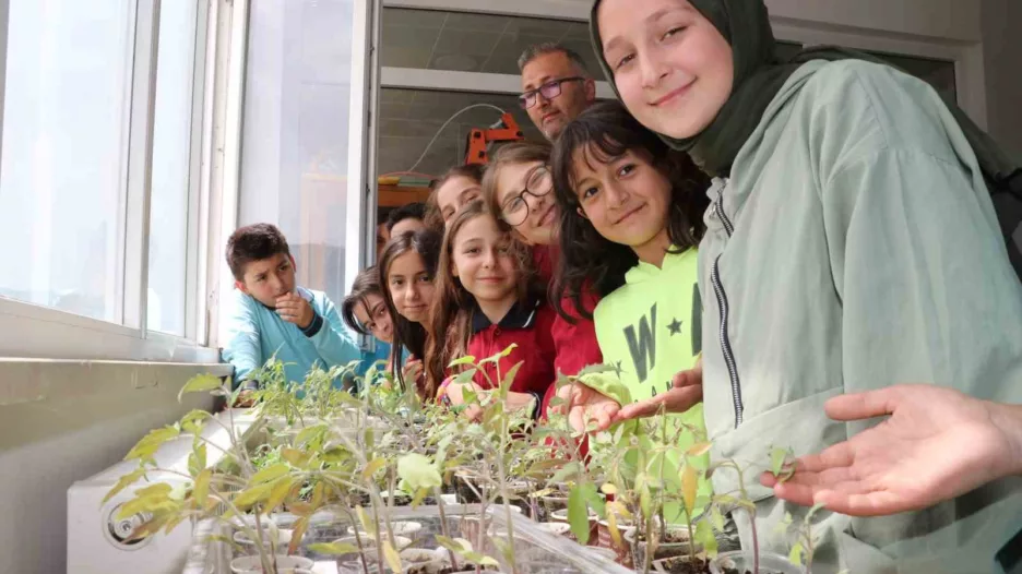 Amasyalı öğrenciler okulda ata tohumu ekip fide yetiştirdi