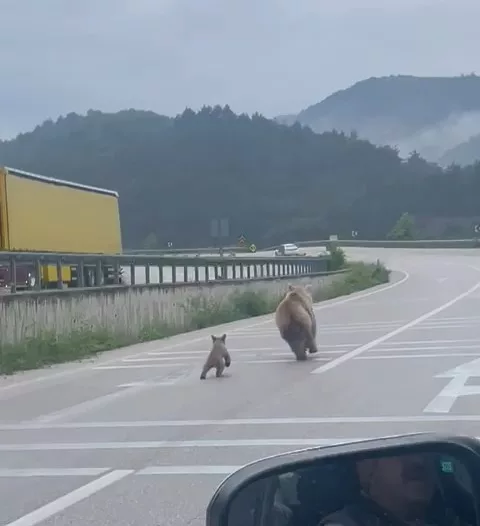 Anne ayının yavrusunu bulma mücadelesi kamerada