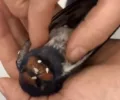 Artvin’de dakikalarca kalp masajı yapılan kuş hayata döndürüldü