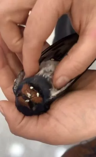 Artvin’de dakikalarca kalp masajı yapılan kuş hayata döndürüldü